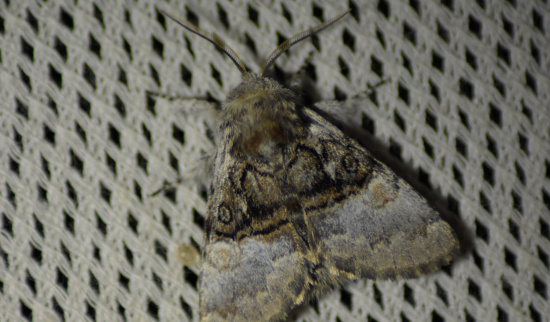 Nachtfalter_2 Foto: Jan Waschulewski